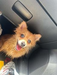 Reunited Female Dog last seen W Locust St & N 1st St, Milwaukee, WI, Milwaukee, WI 53212