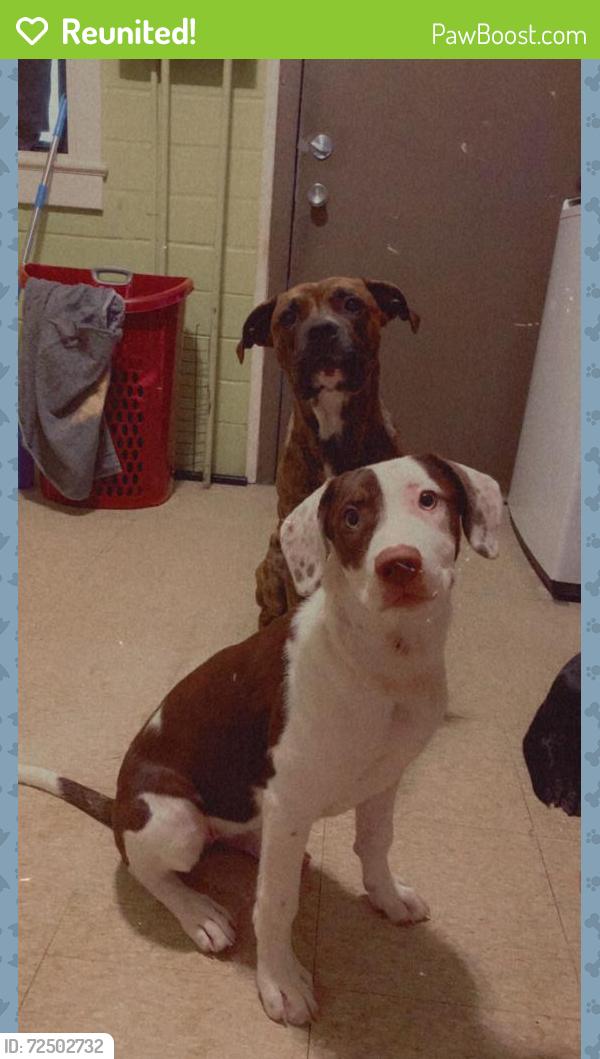 Reunited Male Dog last seen Near peridote way Ladson sc , Ladson, SC 29456