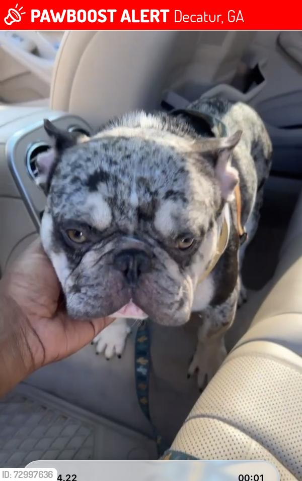 Lost Male Dog last seen Near tulip dr, Decatur, GA 30032