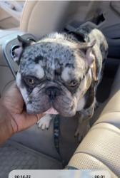 Lost Male Dog last seen Near tulip dr, Decatur, GA 30032