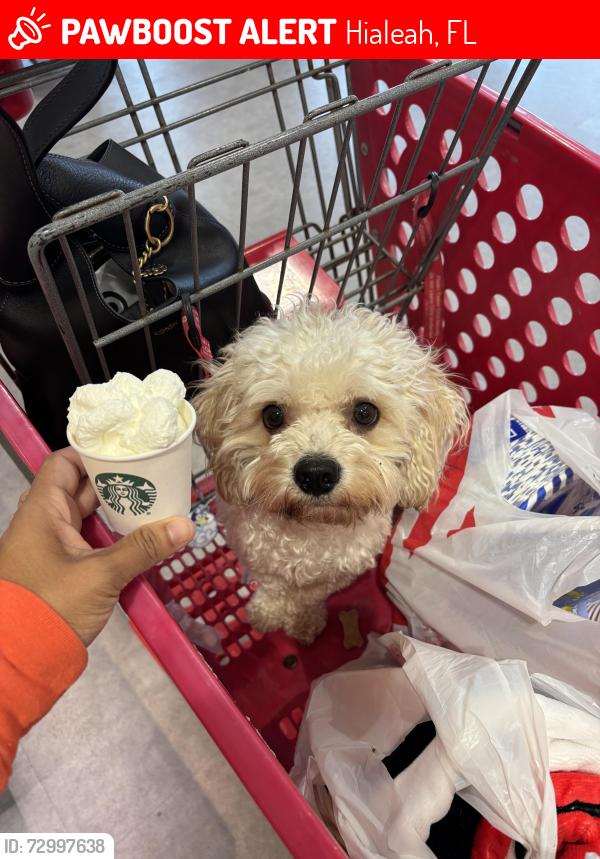Lost Male Dog last seen Cotson park , Hialeah, FL 33010