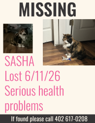 Lost Female Cat last seen Venoy and merriman on Birchwood st next to Mayfield golf course , Westland, MI 48186