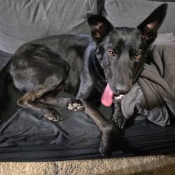 Found/Stray Male Dog last seen 6th Street & 4th Ave, Nampa, ID 83687