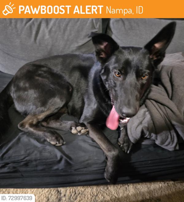 Found/Stray Male Dog last seen 6th Street & 4th Ave, Nampa, ID 83687