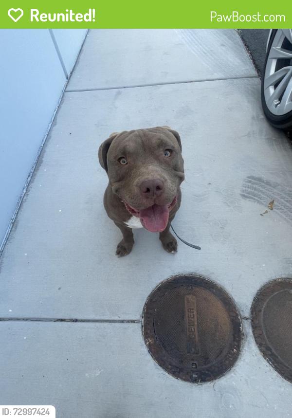 Reunited Male Dog last seen Near Civic Center Dr, North Las Vegas, NV 89030, USA, North Las Vegas, NV 89030