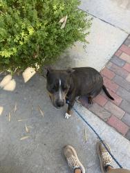 Reunited Female Dog last seen Golden Hill Unified School District, San Diego, CA 92102