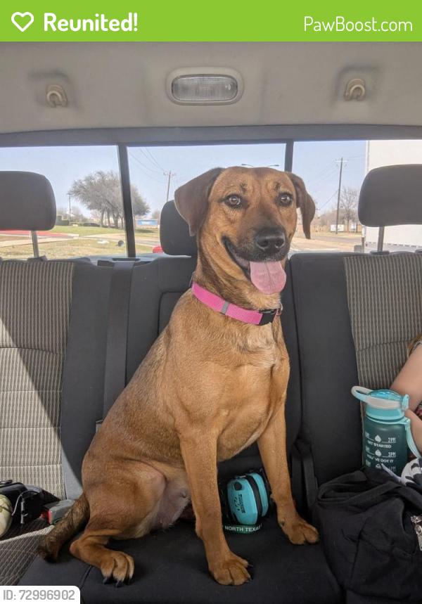 Reunited Female Dog last seen Rude snow, Watauga, TX 76148