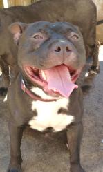 Reunited Male Dog last seen Elmtree and Tama Rd Columbia SC 29209, Columbia, SC 29209