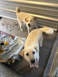 Shelter Stray Male Dog last seen 67, City of Alvarado, TX, 602 S Pkwy Dr, Alvarado, TX 76009, USA