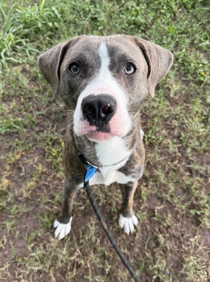 Shelter Stray Male Dog last seen Near Brockett Rd, Tucker, GA 30084, 30084, GA, 3280 Chamblee Dunwoody Rd, Chamblee, GA 30341, USA