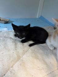 Shelter Stray Male Cat last seen parkway, City of Alvarado, TX, 602 S Pkwy Dr, Alvarado, TX 76009, USA