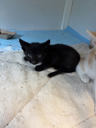 Shelter Stray Male Cat last seen parkway, City of Alvarado, TX, 602 S Pkwy Dr, Alvarado, TX 76009, USA