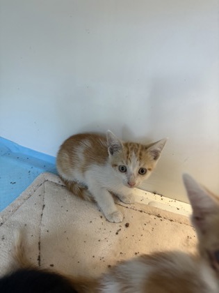 Shelter Stray Female Cat last seen parkway, City of Alvarado, TX, 602 S Pkwy Dr, Alvarado, TX 76009, USA