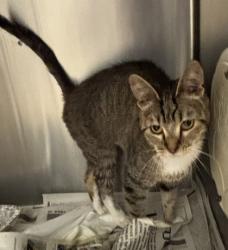 Shelter Stray Female Cat last seen , 30083, GA, 3280 Chamblee Dunwoody Rd, Chamblee, GA 30341, USA