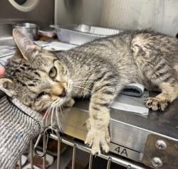 Shelter Stray Female Cat last seen , 30083, GA, 3280 Chamblee Dunwoody Rd, Chamblee, GA 30341, USA