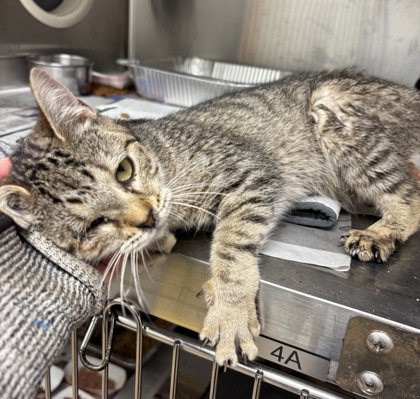 Shelter Stray Female Cat last seen , 30083, GA, 3280 Chamblee Dunwoody Rd, Chamblee, GA 30341, USA