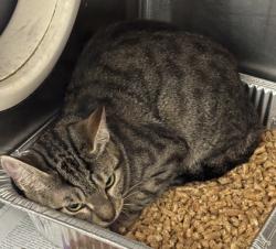 Shelter Stray Female Cat last seen , 30083, GA, 3280 Chamblee Dunwoody Rd, Chamblee, GA 30341, USA