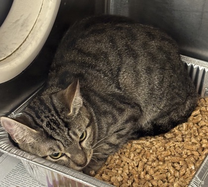 Shelter Stray Female Cat last seen , 30083, GA, 3280 Chamblee Dunwoody Rd, Chamblee, GA 30341, USA