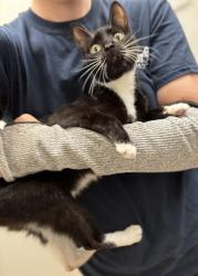 Shelter Stray Female Cat last seen , 30083, GA, 3280 Chamblee Dunwoody Rd, Chamblee, GA 30341, USA