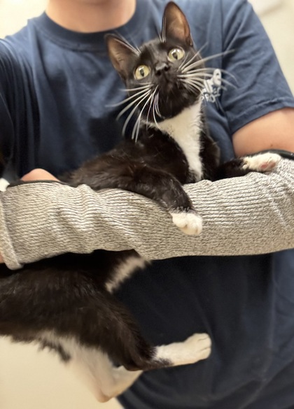Shelter Stray Female Cat last seen , 30083, GA, 3280 Chamblee Dunwoody Rd, Chamblee, GA 30341, USA
