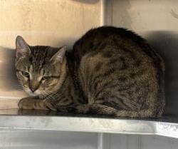 Shelter Stray Male Cat last seen , 30083, GA, 3280 Chamblee Dunwoody Rd, Chamblee, GA 30341, USA
