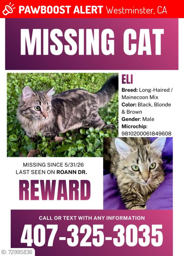 Lost Male Cat last seen Roann drive by bear gully creek and 417 highway , Westminster, CA 92683