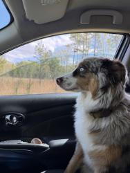 Reunited Male Dog last seen Near Beatties Ford Rd, Huntersville, NC 28078, USA, Huntersville, NC 28078