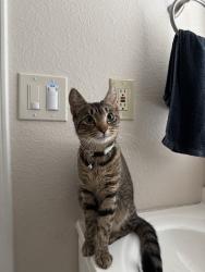 Reunited Female Cat last seen Near S Almond Ave, Ontario, CA 91762, USA, Ontario, CA 91762