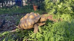 Reunited Female Reptile last seen Del Mar Ave & Whitmore Ave, Rosemead, CA 91770