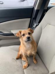 Reunited Female Dog last seen Near Cherryfield rd front yard , Fort Washington, MD 20744