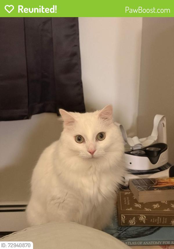 Reunited Male Cat last seen Lisa Ln, Schenectady NY, Schenectady, NY 12303