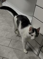 Reunited Female Cat last seen Pluto Way and Arden Way, Arden-Arcade, CA 95864