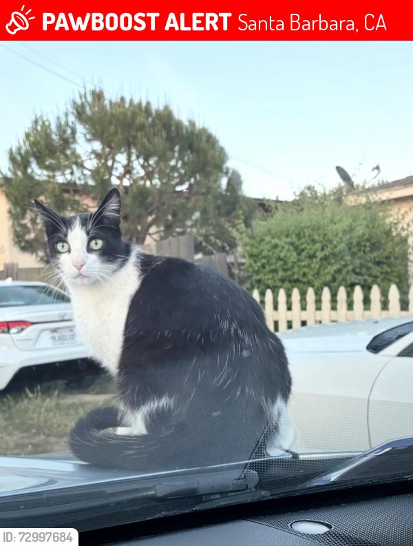 Lost Male Cat last seen San Pascual St, Santa Barbara, CA 93101