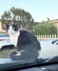 Lost Male Cat last seen San Pascual St, Santa Barbara, CA 93101
