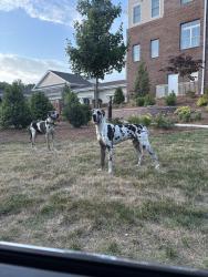 Found/Stray Unknown Dog last seen Twin Lakes Community Campus Burlington , Burlington, NC 27215