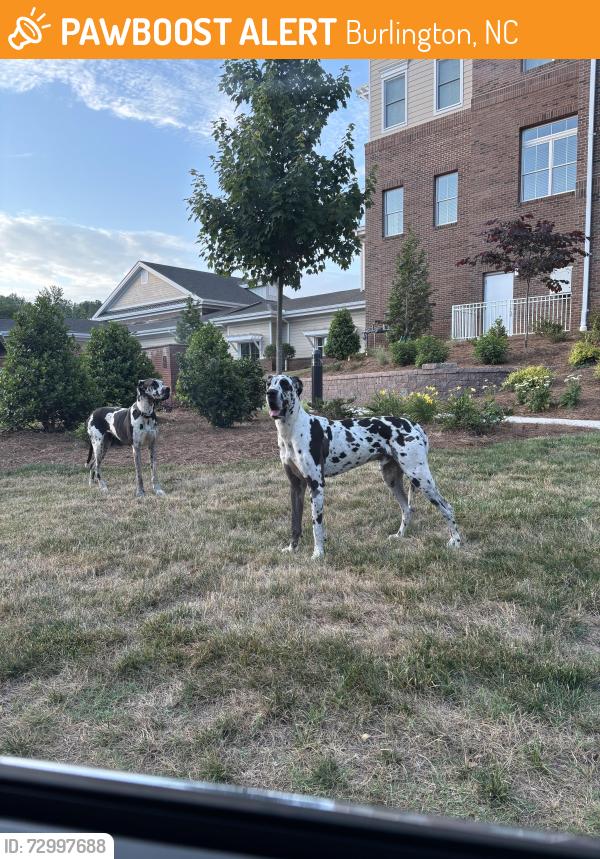 Found/Stray Unknown Dog last seen Twin Lakes Community Campus Burlington , Burlington, NC 27215