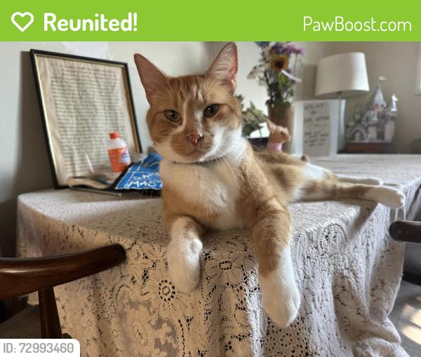 Reunited Male Cat last seen Near block of Warfield between Bloasom and Green , Redondo Beach, CA 90278