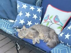 Lost Male Cat last seen Groeler road, Koshkonong, WI 53538