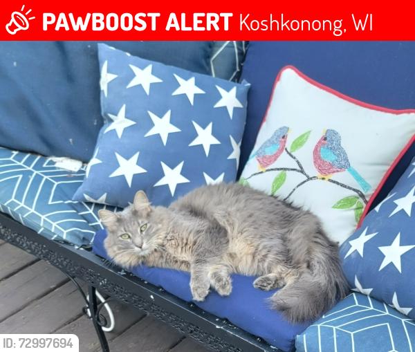 Lost Male Cat last seen Groeler road, Koshkonong, WI 53538