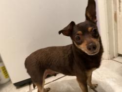 Found/Stray Male Dog last seen Crepe station, Las Vegas, NV 89110