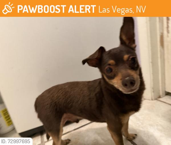 Found/Stray Male Dog last seen Crepe station, Las Vegas, NV 89110