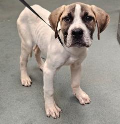 Shelter Stray Male Dog last seen Apt B,6103 Shanda Drive, RALEIGH, NC, 27609, 820 Beacon Lake Dr, Raleigh, NC 27610, USA