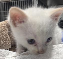 Shelter Stray Male Cat last seen Descanso Avenue, San Marcos, CA, 92078, Escondido, CA 92027, USA