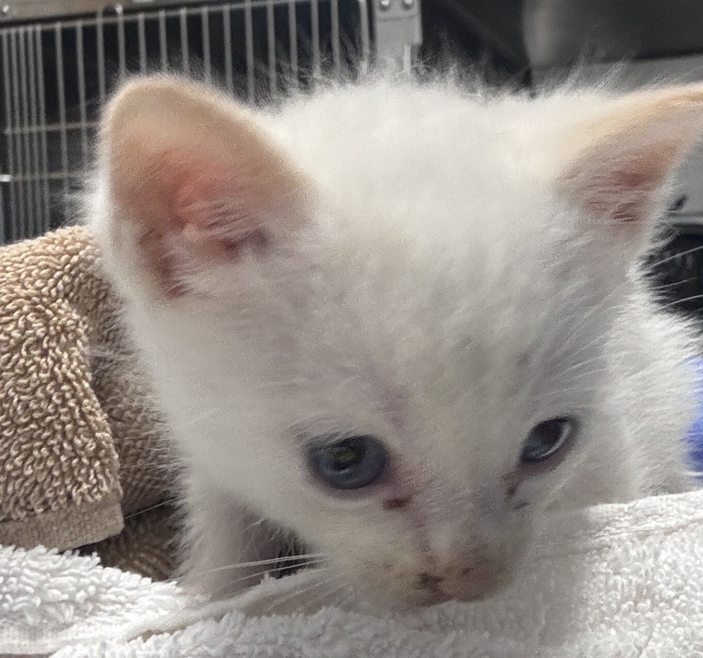 Shelter Stray Male Cat last seen Descanso Avenue, San Marcos, CA, 92078, Escondido, CA 92027, USA