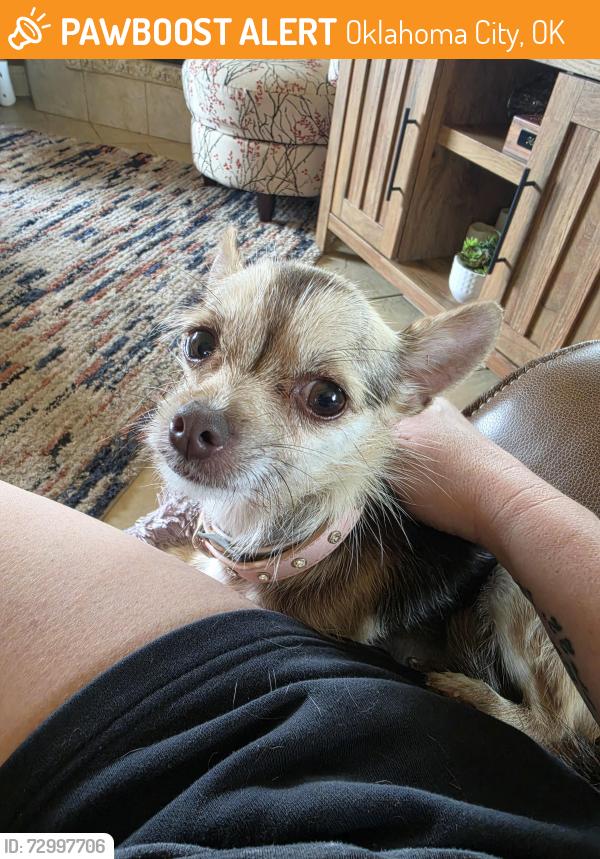 Found/Stray Female Dog last seen Nw 122nd st between western and penn, Oklahoma City, OK 73162