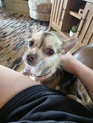 Found/Stray Female Dog last seen Nw 122nd st between western and penn, Oklahoma City, OK 73162