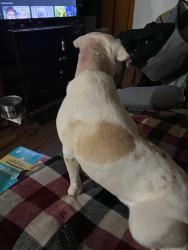 Lost Female Dog last seen Behind Kathy’s on 53 , Braselton, GA 30517