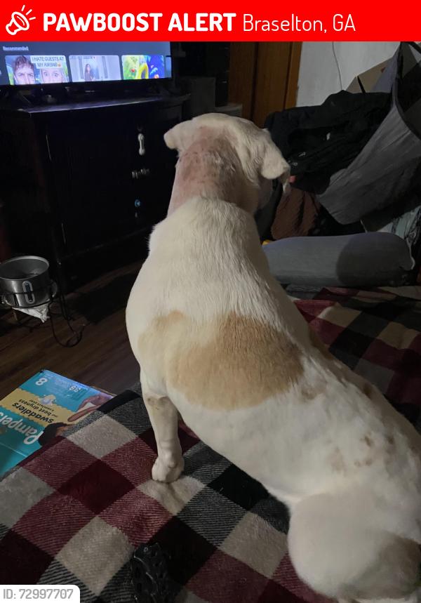 Lost Female Dog last seen Behind Kathy’s on 53 , Braselton, GA 30517