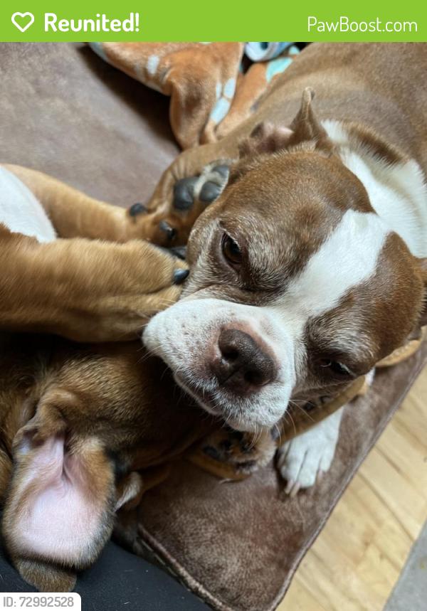 Reunited Male Dog last seen Near Big Creek Cir, Nampa, ID 83686, USA, Nampa, ID 83686