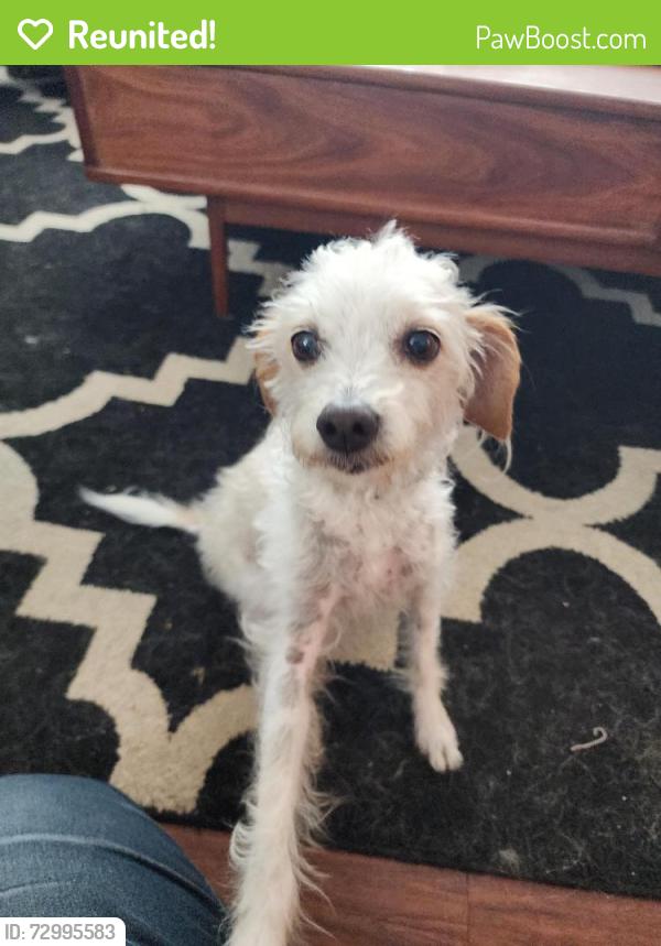 Reunited Female Dog last seen Warner & springdale, Huntington Beach, CA 92649